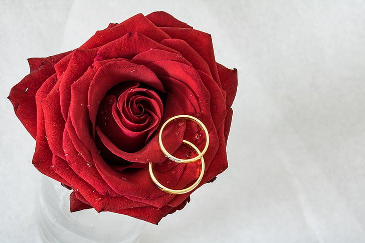 wedding rings, rose, rings, gold rings, rose is lying, togetherness, golden rings