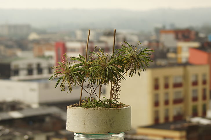 planten, natuur, Tuin, Armenië, Quindio, Colombia