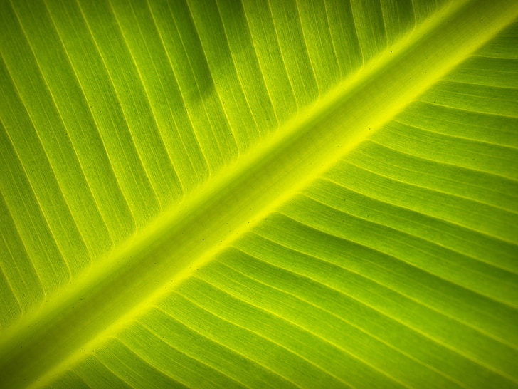 leaf, background, lines, foliage, photosynthesis, natural, grow