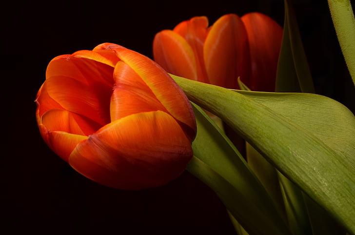 Tulip, Orange, bunga, warna oranye, kesegaran, pertumbuhan, tanaman
