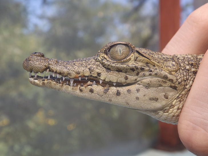 krokodil, mladunče, Meksiko