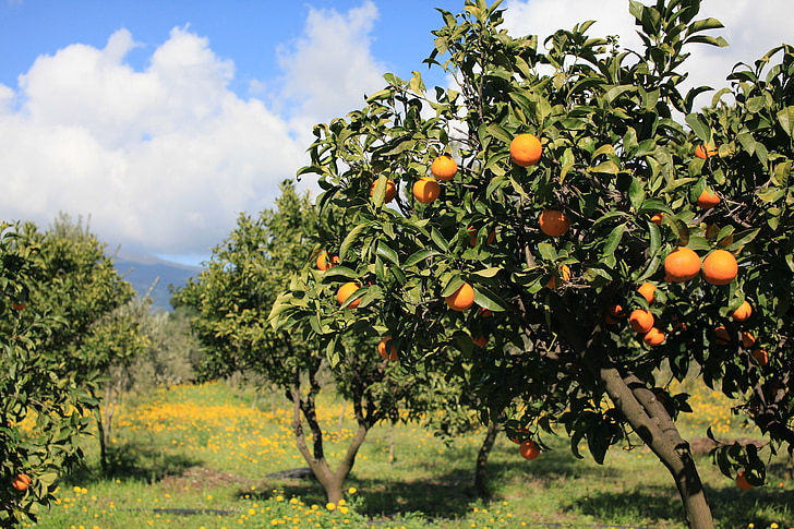 fruit, oranges, food, foods, nature, tree