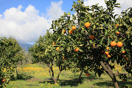 frutas, laranjas, comida, alimentos, natureza, árvore