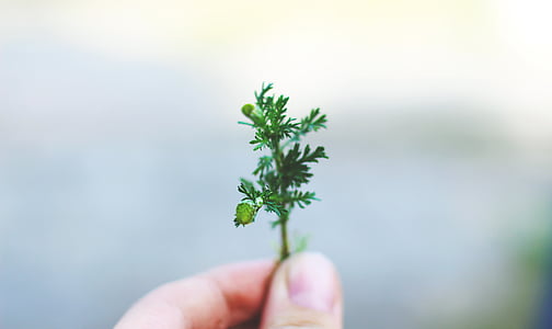 person, holding, green, plant, hand, hold, leaf