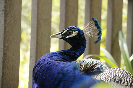 peacock, blue head, bird, royals, long neck