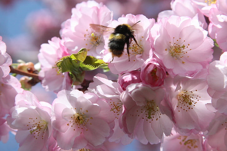 kirsebærtre blomstrer, Bee, våren, japanske kirsebærtrær, samle, Bee i tilnærming, rosa