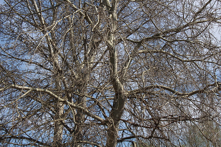 branches du haut, nature, branches, pas de feuilles, hiver, bois