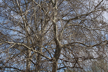 upper branches, nature, branches, not leaves, winter, wood