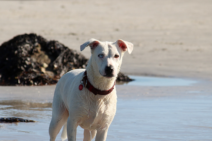šuo, jūra, vandenyno, paplūdimys, vandens, smėlio, mišrios veislės šuo