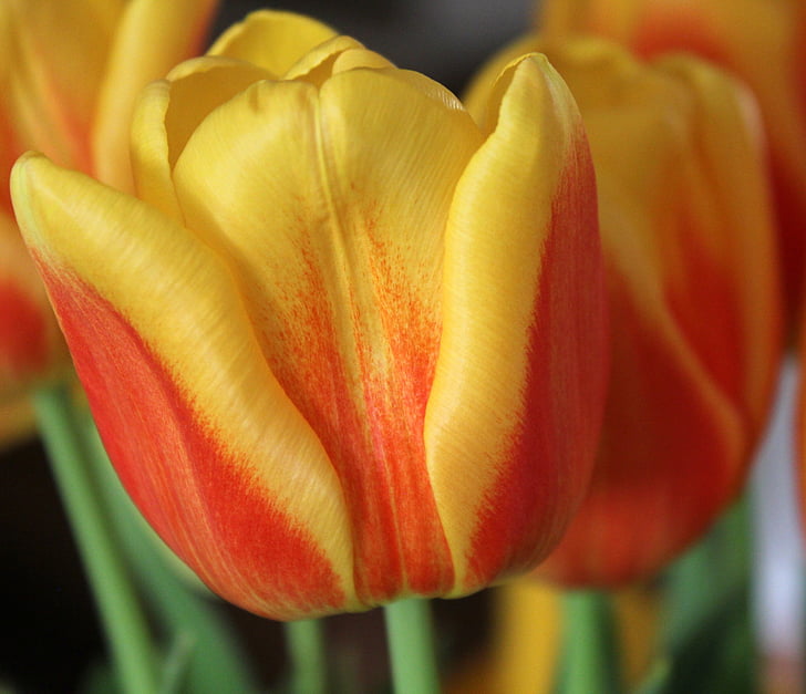 Tulipán, květ, jaro, čerstvé, květinové, barevné, oranžová