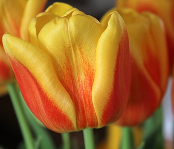 Tulipa, flor, Primavera, fresco, floral, colorido, laranja