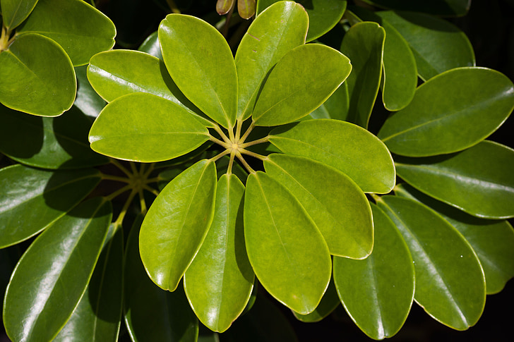 Schefflera heptaphylla, Anlage, Blätter, gesamte, ringförmige, Grün, Natur