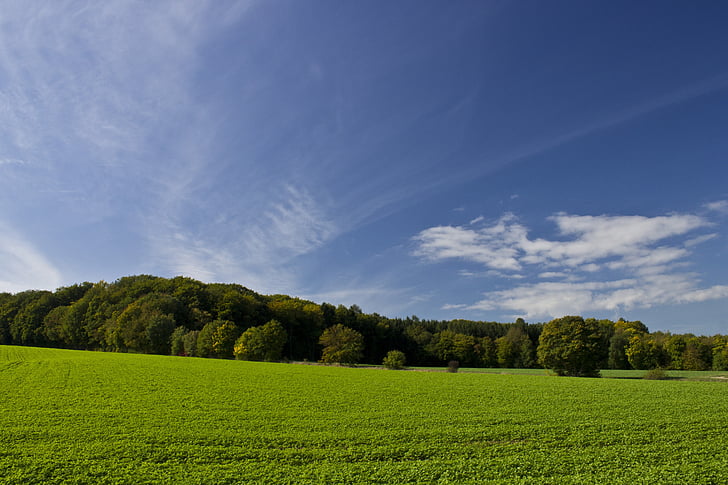 feltet, himmmel, skog, trær, landskapet, grønn, natur