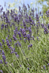 lavender, lavender field, purple, blue, lavender flowers, lavender blue sky, nature