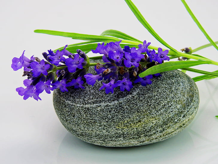 lavender, flower, purple, nature, violet, flowers, lavender flowers