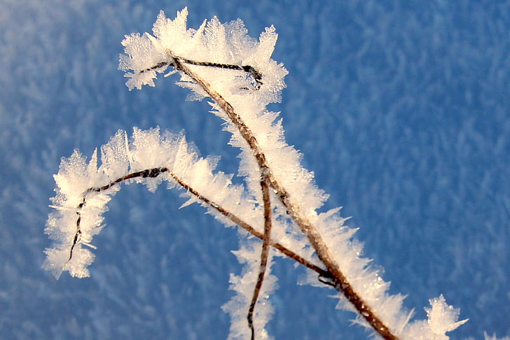 blade of grass, frozen, frost, snow, cold, frosty, sparkle
