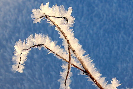 hoja de hierba, congelados, Frost, nieve, frío, Frosty, la chispa