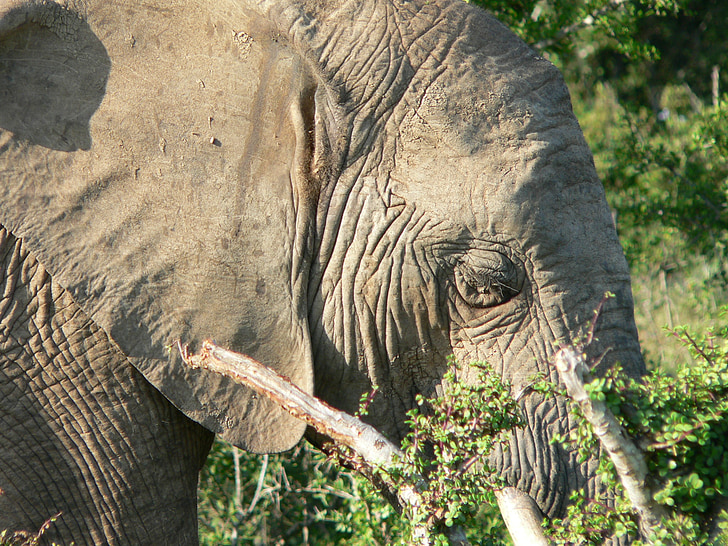 elefant, huvud, Stäng, TJOCKHUDING, Afrika