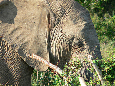 Gajah, kepala, Tutup, pachyderm, Afrika