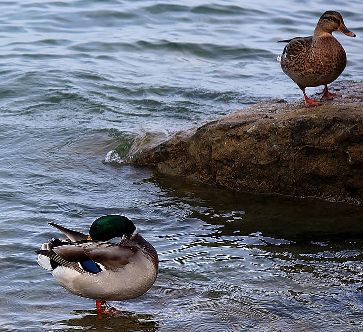 ducks, pair of ducks, couple, stone, water, shallow, lake