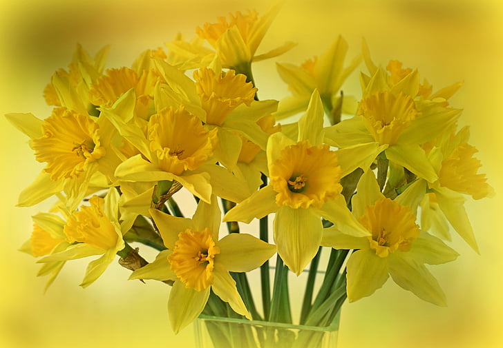Hoa thủy tiên vàng, osterglocken, Hoa, mùa xuân, bó hoa, thực vật, Trang trí