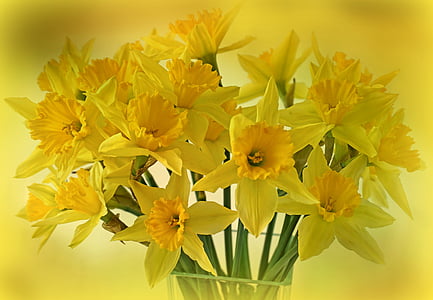 påskliljor, Osterglocken, blommor, våren, bukett, Flora, dekorativa