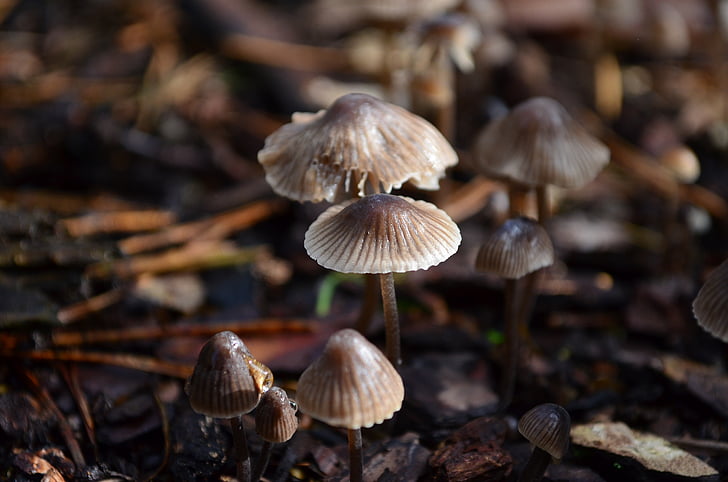 jamur, lantai hutan, alam, musim gugur, hutan jamur