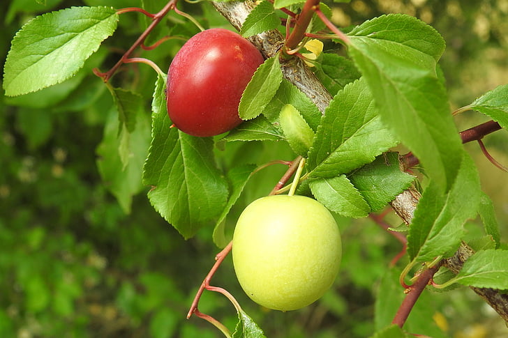 Cherry plum, gelbe Pflaumen, Obstbaum, Filiale, Obst, unreif, Prunus cerasifera