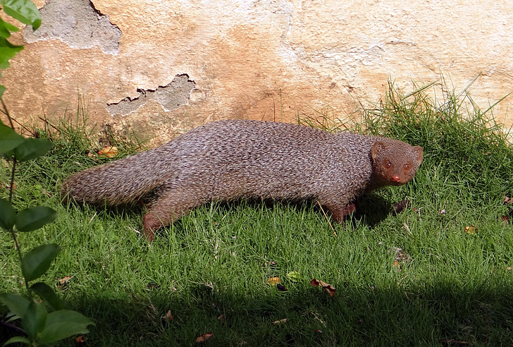 Mangosta, mongoose gris indio, roedor, animal, flora y fauna, Karnataka, India