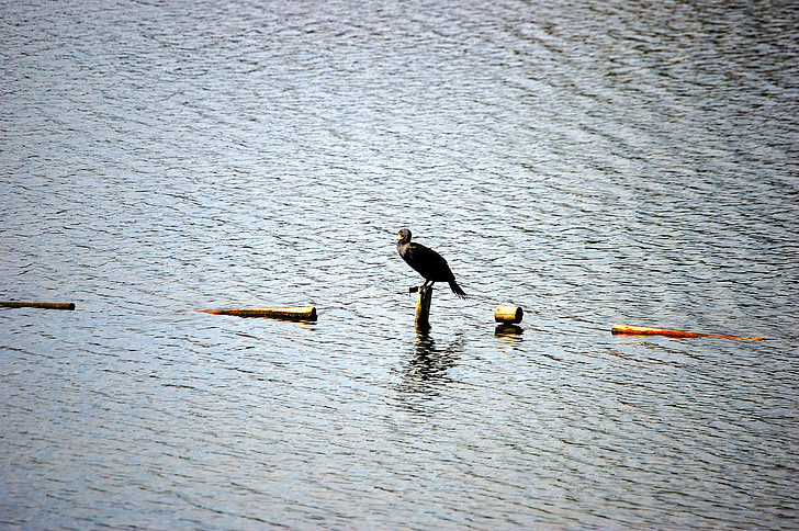 jazero, vták, vody, zviera, Gelsenkirchen, Berger jazero