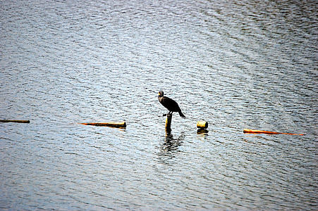 tó, madár, víz, állat, Gelsenkirchen, Berger-tó