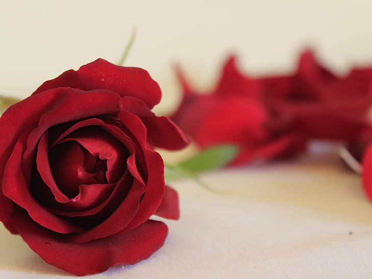 Rosa, alam, bunga, naik - bunga, kelopak, Cinta, merah