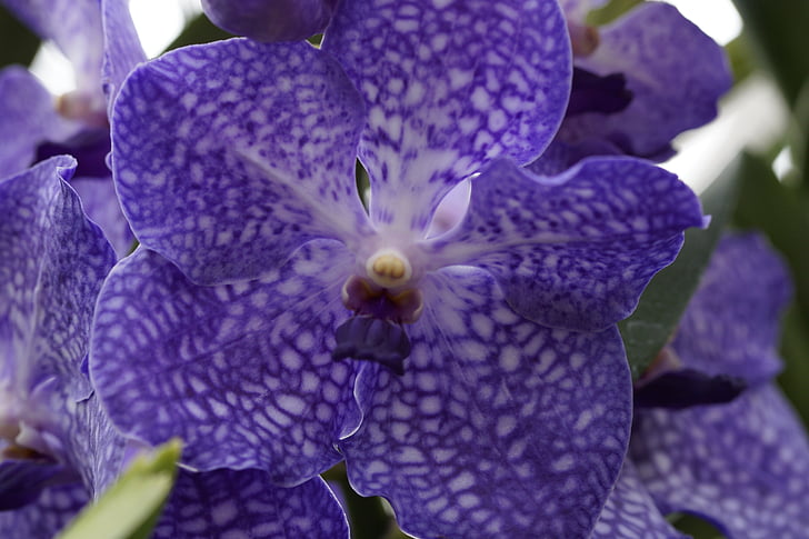 orquídia, flor d'orquídia, flor, flor, flor, blau, exot