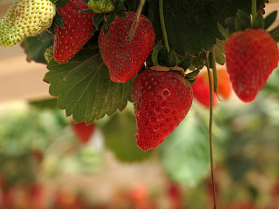 fraises, rouge, fruits, organique, frais, petits fruits, Sweet