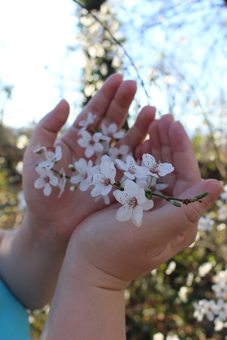 flors, cirera, handschild, primavera