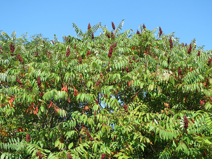 rhus typhina, staghorn sumac, stag's horn sumac, shrub, tree, flora, botany