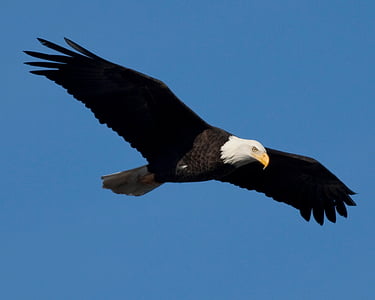 Eagle, vták, Príroda, zviera, lietanie, krídla, voľne žijúcich živočíchov