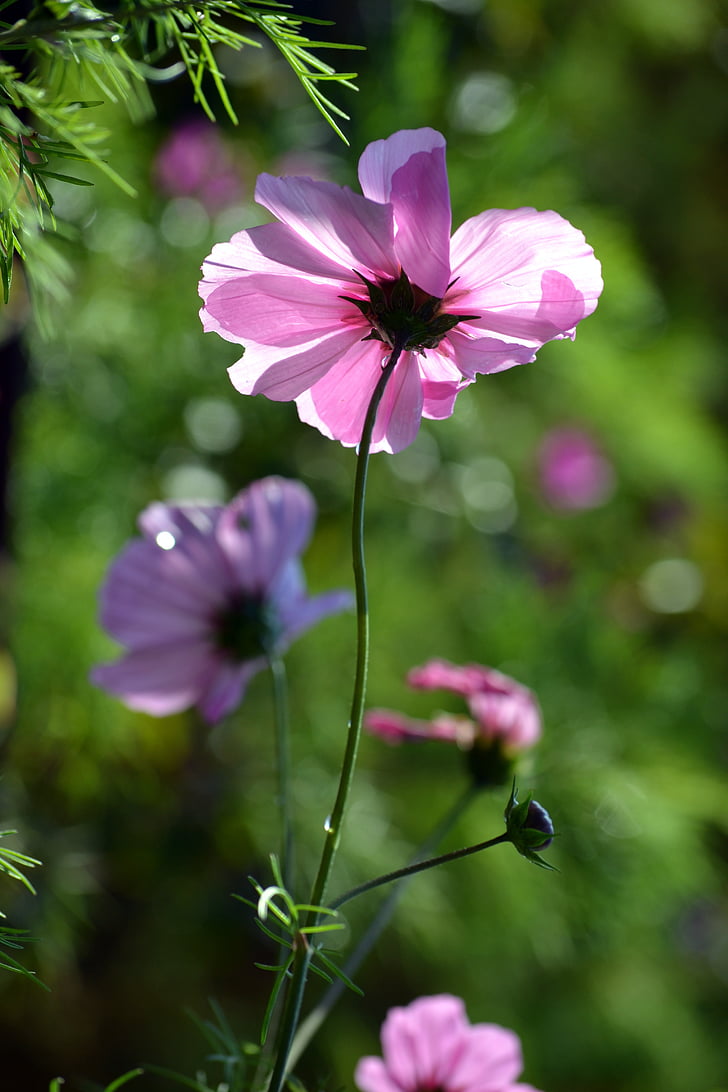 cosmos, countryside, pink