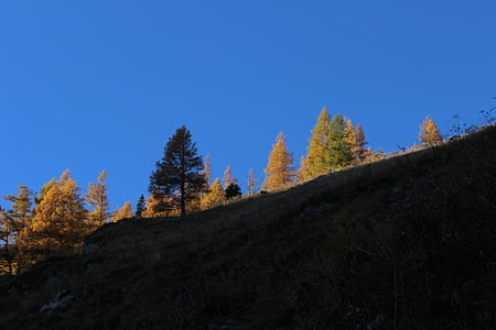 drzewa, jesień, niebo, modrzewi w świetle wieczoru, kolory jesieni, Złota Jesień, Natura