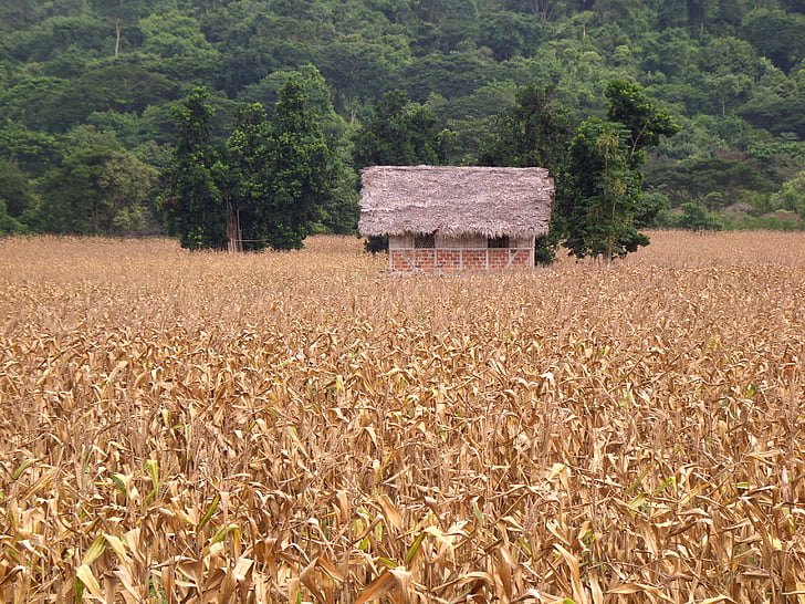 kukorica, termesztése, a mező, betakarítás, rusztikus, mezőgazdaság, Ecuador