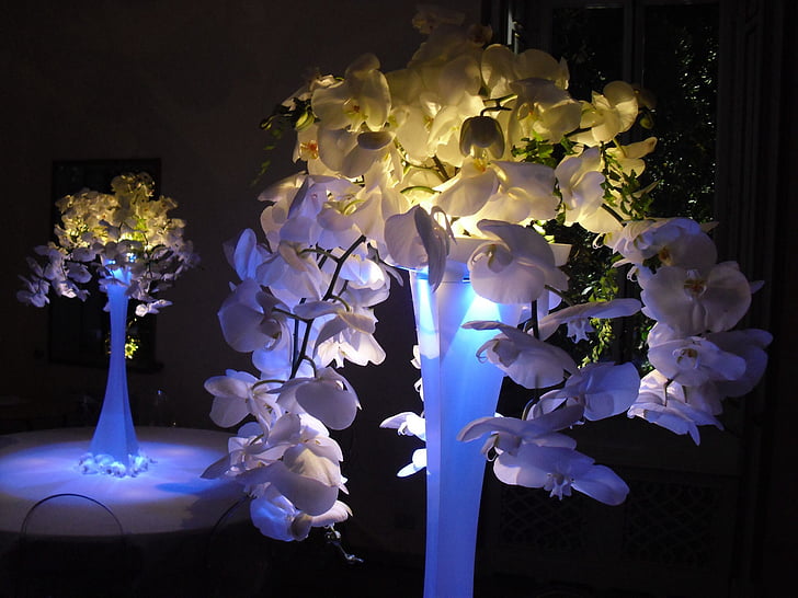 lampe, Orchidaceae, midtpunktet, lys, natur, blomst, dekorasjon