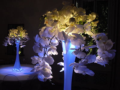 램프, 난초과, 중심, 빛, 자연, 꽃, 장식