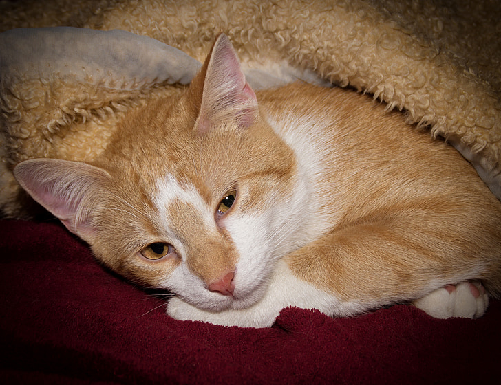 gato, sueño, Buenas noches, preocupaciones, manta, caliente, acogedor