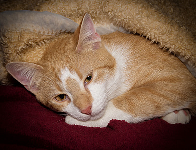 pisica, somn, noapte bună, se referă la, pătură, cald, confortabil