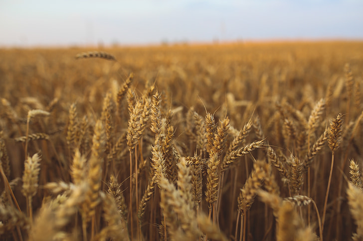 golden, grain, field, wheat, summer, hervest, fibre
