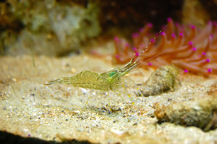 shrimp, aquarium, fish, transparent