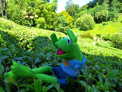 Maze, Kermit, groda, vägen ut, glendurgan, trädgård, Cornwall