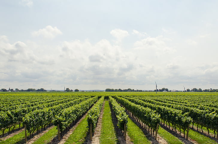 agriculture, clouds, grapes, nature, sky, vineyard, wine