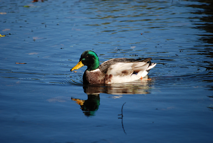 патица, зеленоглава патица, мъжки, води, Дрейк, езеро