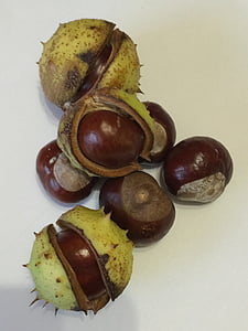 Chestnut, efterår, natur, frugt, pieksig, efterårs dekoration, ærme